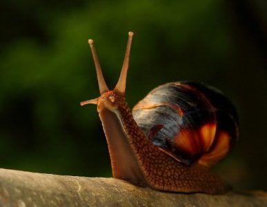 Embrace the snail.